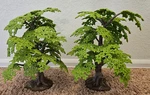 Schleich Beech Tree 13.5" (retired) D-73527 Used. Price: $99.99.