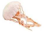 Safari Ltd. Jellyfish Marine Animal 5" Plastic Detailed Model Figure Figurine A4 Used. Price: $8.99.