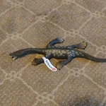 Schleich Dinosaurs 15031 Nothosaurus Figure New. Price: $17.99.