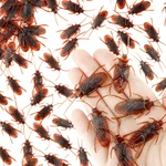 Gudves Prank Fake Roaches Model Simulation Rubber Cockroach Bug Toy 10PCS New. Price: $13.99.
