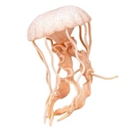 Jellyfish Incredible Creatures Figure Safari Ltd New Stock. Price: $11.99.