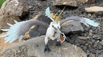 Schleich Eldrador Ice Griffin Figure 70143 New Super Detail On This Creature. Price: $19.95.