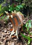 Jurassic World Dinosaur Escape Mega Destroyers Pentaceratops Mattel Figure Used. Price: $19.00.