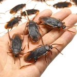 Gudves Prank Fake Roaches Model Simulation Rubber Cockroach Bug Toy Funny New. Price: $9.65.